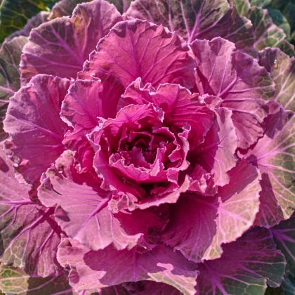Okrasné zelí Pigeon Purple F1 - Brassica oleracea - semena okrasného zelí - 20 ks