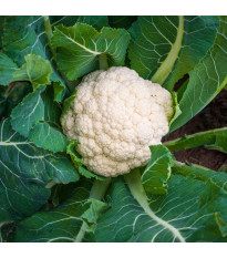 Květák raný Igloory - Brassica oleracea - semena květáku - 20 ks