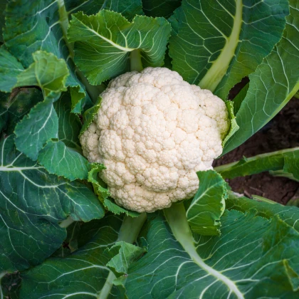 Květák raný Igloory - Brassica oleracea - semena květáku - 20 ks