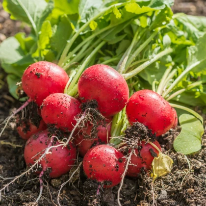 BIO Ředkvička Raxe - Raphanus sativus - bio semena ředkvičky - 30 ks
