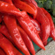 BIO Paprika Sweet Dreams - Capsicum annuum - bio semena papriky - 10 ks