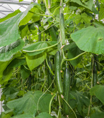 BIO Okurka salátová Kalunga F1 - Cucumis sativus - bio semena okurky - 4 ks
