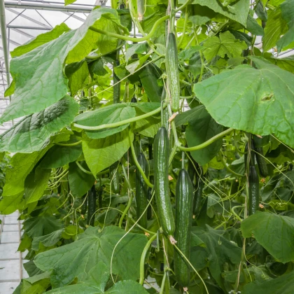 BIO Okurka salátová Kalunga F1 - Cucumis sativus - bio semena okurky - 4 ks