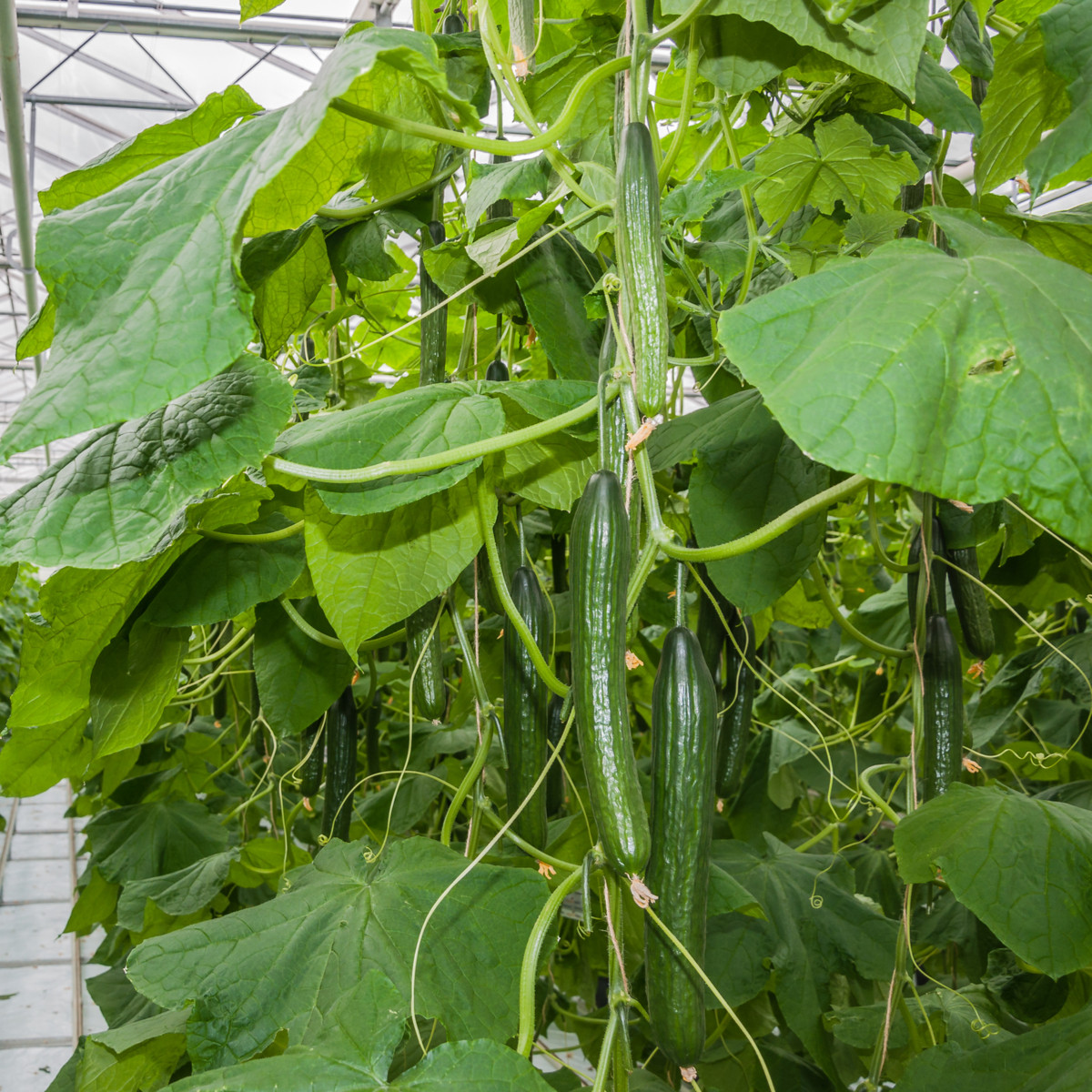 BIO Okurka salátová Kalunga F1 - Cucumis sativus - bio semena okurky - 4 ks