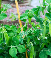 BIO Hrách cukrový Sweet Horizon - Pisum sativum - bio semena hrachu - 35 ks