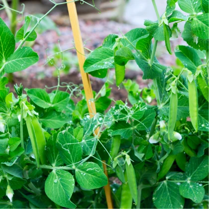 BIO Hrách cukrový Sweet Horizon - Pisum sativum - bio semena hrachu - 35 ks