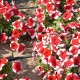 Petúnie mnohokvětá Red Frost F1 - Petunia multiflora - semena petúnie - 20 ks