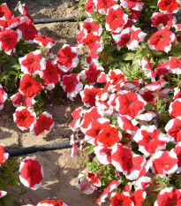 Petúnie mnohokvětá Red Frost F1 - Petunia multiflora - semena petúnie - 20 ks