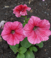 Petúnie mnohokvětá Claudia F1 - Petunia hybrida - semena petúnie - 30 ks