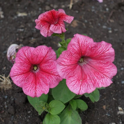 Petúnie mnohokvětá Claudia F1 - Petunia hybrida - semena petúnie - 30 ks
