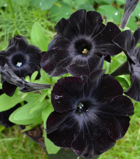 Petúnie Sophistica Blackberry F1 - Petunia grandiflora - semena petúnie - 15 ks