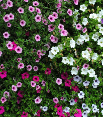 Petúnie Superbissima směs - Petunia nana compacta - semena petúnie - 20 ks