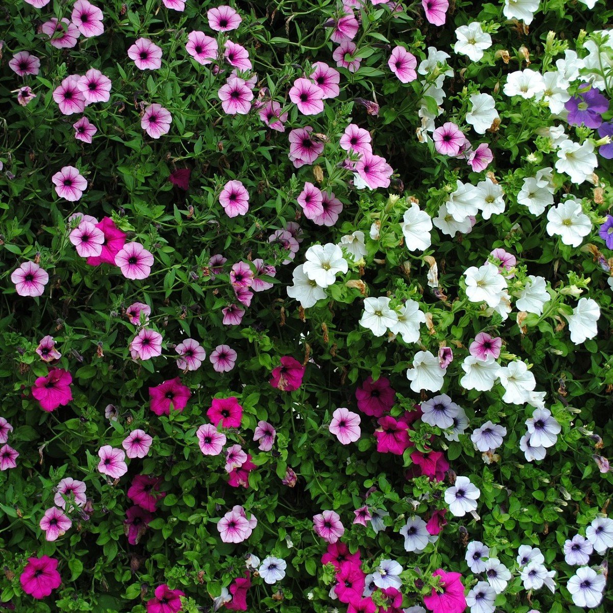 Petúnie Superbissima směs - Petunia nana compacta - semena petúnie - 20 ks