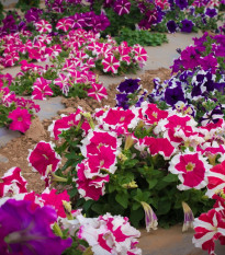 Petúnie nízká Stars mix - Petunia nana compacta - semena petúnie - 20 ks