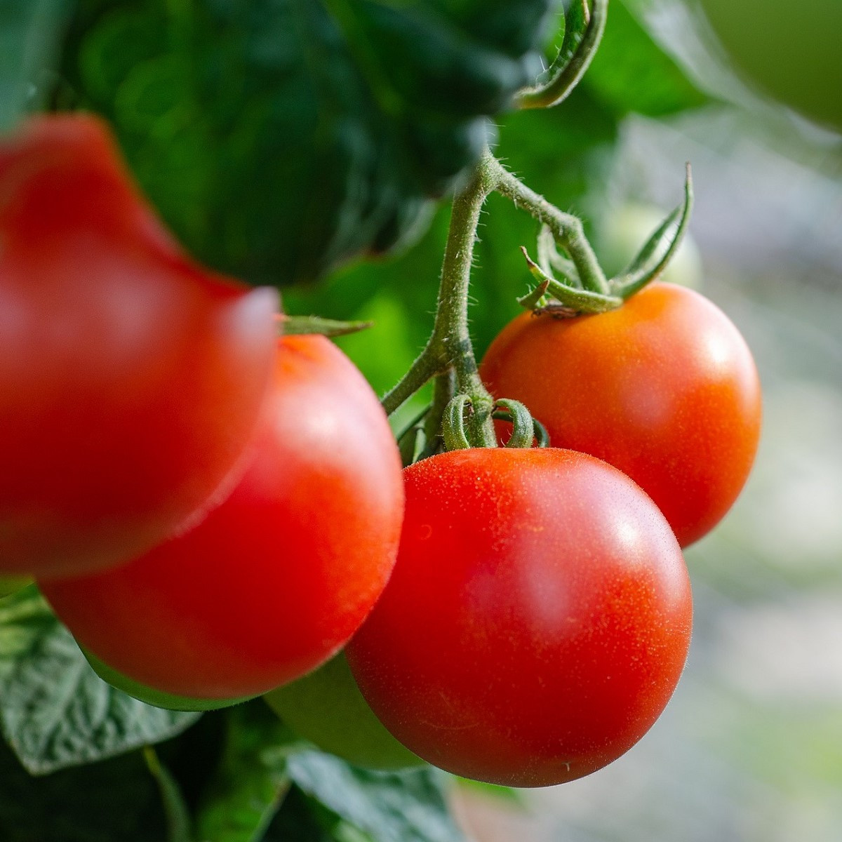 BIO Rajče Hamlet F1 - Solanum lycopersicum - bio semena rajčete - 6 ks