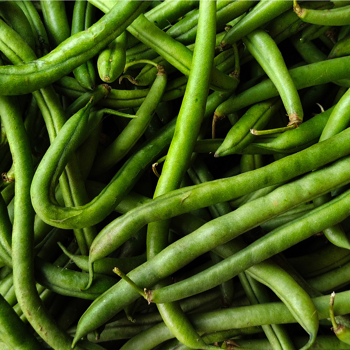 BIO Fazole Neckarkönigin - Phaseolus vulgaris - bio semena fazolu - 15 ks