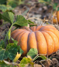 BIO Dýně Muscat De Provence - Cucurbita moschata - bio semena dýně - 5 ks