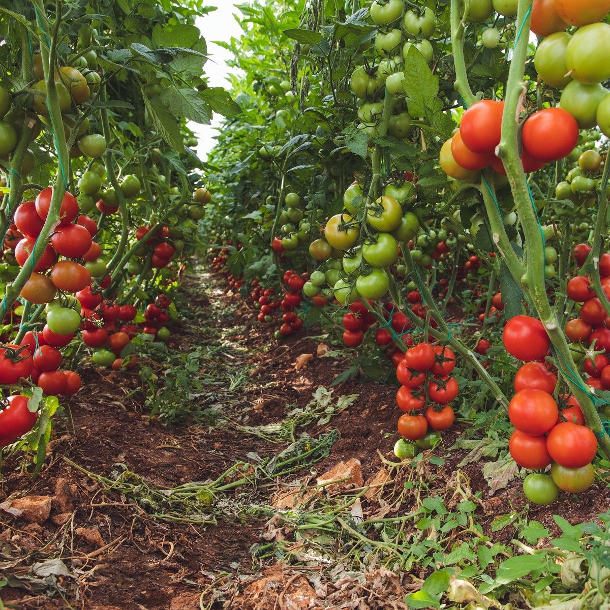 BIO Rajče Matina - Solanum lycopersicum - bio semena rajčete - 15 ks