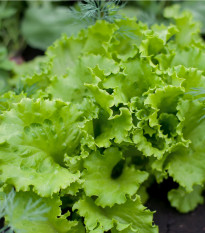 BIO saláta magok Batavia Leny – Lactuca sativa – bio magok termesztése