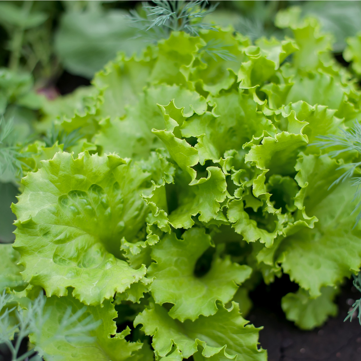 BIO saláta magok Batavia Leny – Lactuca sativa – bio magok termesztése