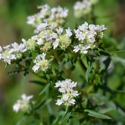 Máta americká horská - Pycnanthemum pilosum - semena máty - 20 ks