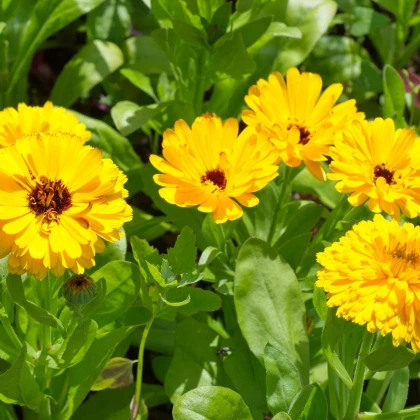 Měsíček lékařský žlutý - Calendula officinalis - semena měsíčku - 30 ks