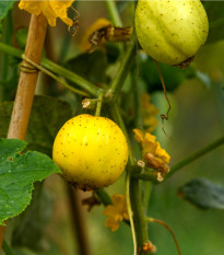 BIO Okurka Lemon - Cucumis sativus - bio semena okurky - 8 ks