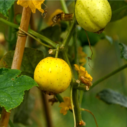 BIO Okurka Lemon - Cucumis sativus - bio semena okurky - 8 ks