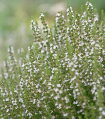 Yzop lékařský bílý - Hyssopus officinalis - semena yzopu - 100 ks