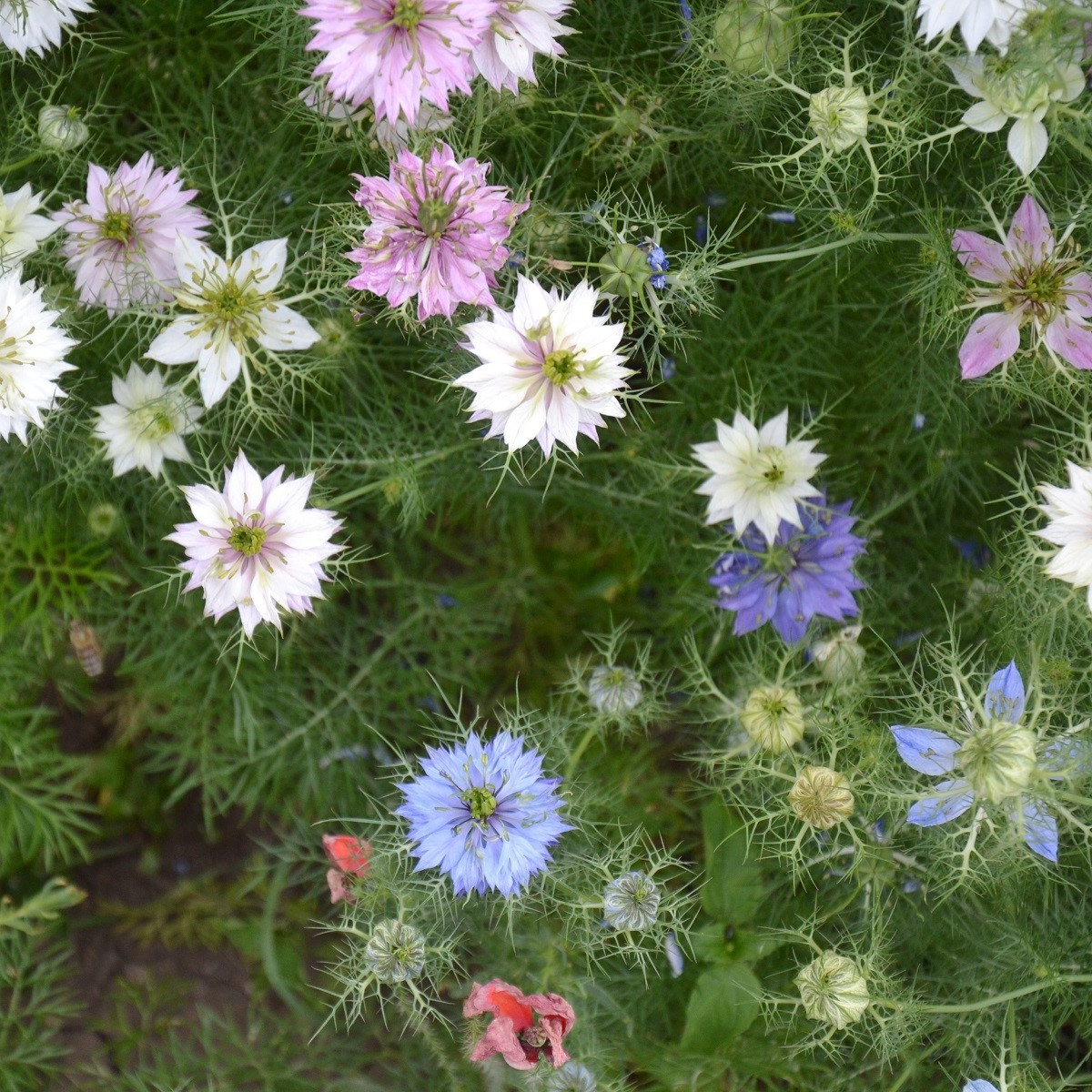 Černucha damašská směs - Nigella damascena - semena černuchy - 25 ks