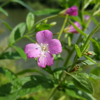 Vrbovka malokvětá - Epilobium parviflorum - semena vrbovky - 0,05 g