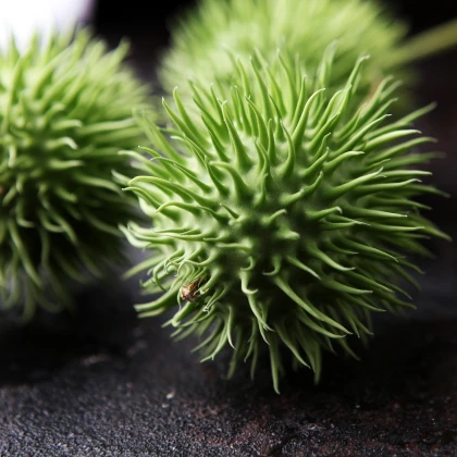 Okurka okrasná - Cucumis hirsutus - semena okurky - 6 ks