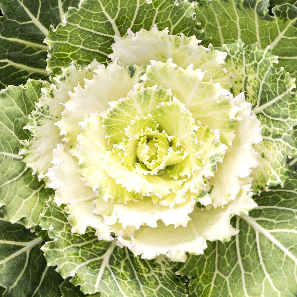 Okrasné zelí bílé Nagoya F1- Brassica oleracea - semena okrasného zelí - 20 ks