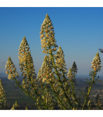 Rezeda vonná velkokvětá - Reseda odorata - semena rezedy - 350 ks