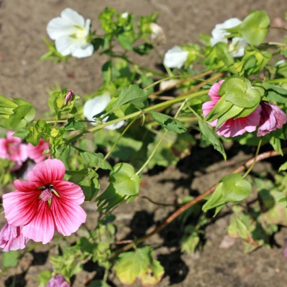 Slézovka trojklaná směs barev - Malope trifida - semena slézovky - 30 ks