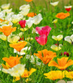 Sluncovka směs barev - Eschscholzia californica - semena sluncovky - 200 ks