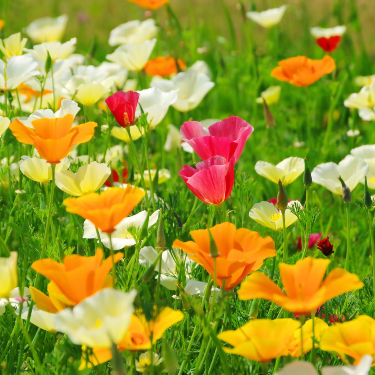 Sluncovka směs barev - Eschscholzia californica - semena sluncovky - 200 ks