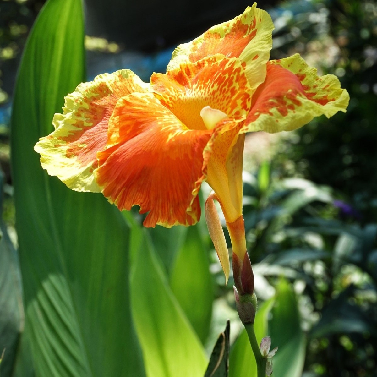 Dosna En Avant - Canna - hlízy dosny - 1 ks