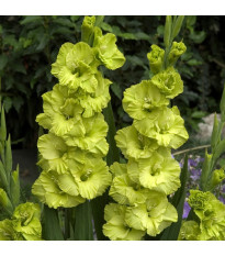 Gladiol velkokvětý Green Star - Gladiolus - hlízy mečíku - 3 ks