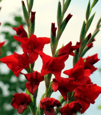 Gladiol Mirella červený - Gladiolus nanus - hlízy mečíku - 3 ks