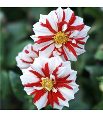 Jiřinka Fire and Ice - Dahlia - hlízy jiřinky - 1 ks
