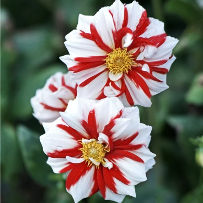 Jiřinka Fire and Ice - Dahlia - hlízy jiřinky - 1 ks