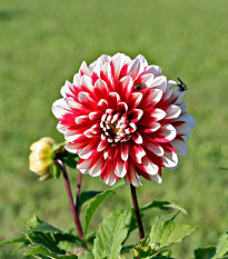 Jiřinka Jamaika - Dahlia - hlízy jiřinky - 1 ks