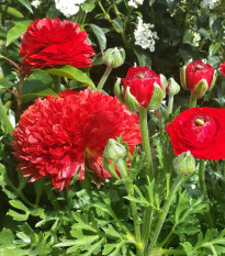 Pryskyřník plnokvětý červený - Ranunculus asiaticus - hlízy pryskyřníku - 3 ks