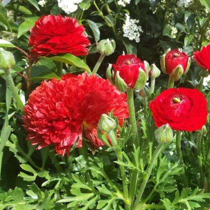 Pryskyřník plnokvětý červený - Ranunculus asiaticus - hlízy pryskyřníku - 3 ks