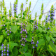 Chia - Salvia hispanica - semena chia - 10 ks