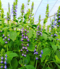 Chia - Salvia hispanica - semena chia - 10 ks