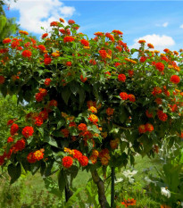 Lantana měňavá - Lantana camara - semena lantany - 10 ks