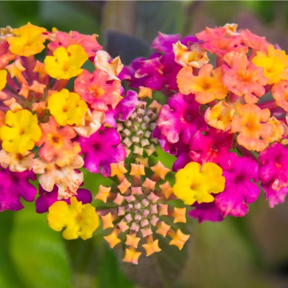 Lantana měňavá - Lantana camara - semena lantany - 10 ks