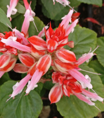 Šalvěj zářivá Unica Red and White - Salvia splendens - semena šalvěje - 20 ks